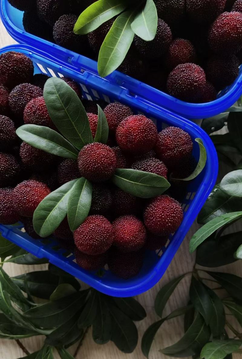 水果批发指南：如何选择优质供应商