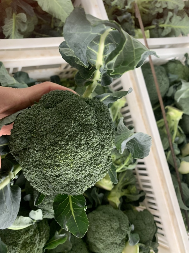 临海蔬菜批发